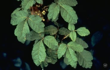 poison-oak-plant_tips.jpg